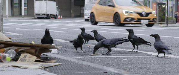 Crows - Nature is watching us